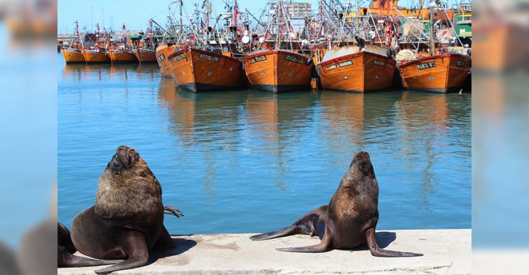 LUCHA POR EL MAR! Lobos marinos, un dolor de cabeza para los pescadores  chilenos - Noticia al Minuto