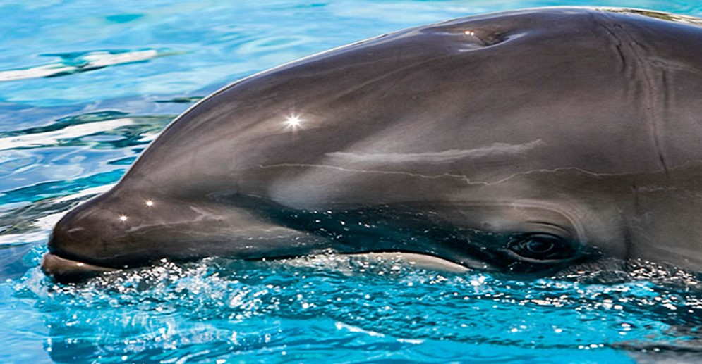 ¡AVISARÍA POR DÓNDE NAVEGAR! Sistema con Inteligencia Artificial prevé proteger a ballenas y delfines de los barcos