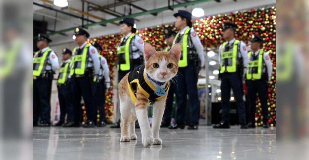 ¡AMOR POR LOS MININOS! Guardias de seguridad filipinos adoptan gatos abandonados