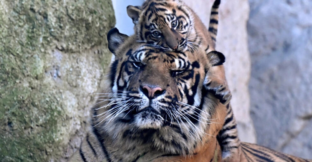 ¡SUBESPECIE RARA! Kala, tigresa de Sumatra nacida en cautiverio, presentada al público en Roma
