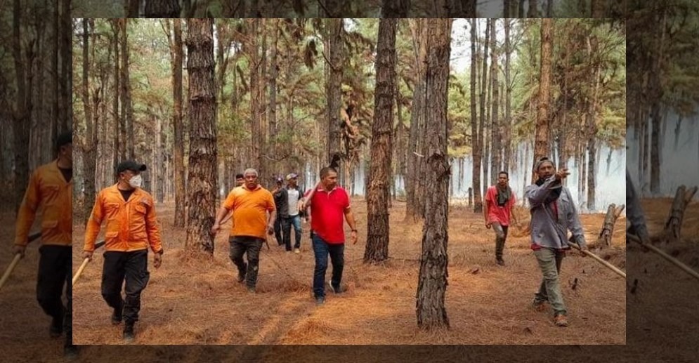 ¡VICTORIA SOBRE LAS LLAMAS! Incendio en el bosque de pino Uverito en Monagas ha sido controlado