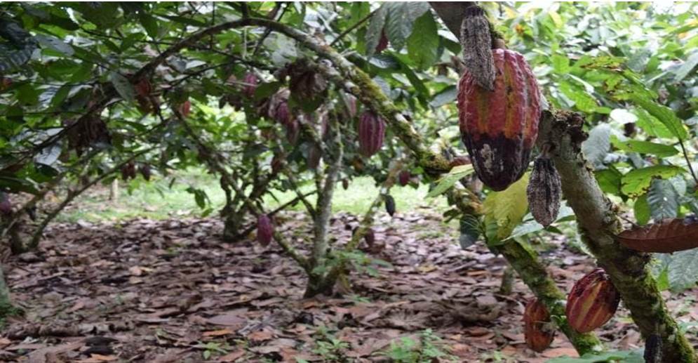 ¡CACAOTEROS DEL ESTADO SUCRE ESPERAN BENEFICIOS! De ley aprobada por la AN para productores de cacao