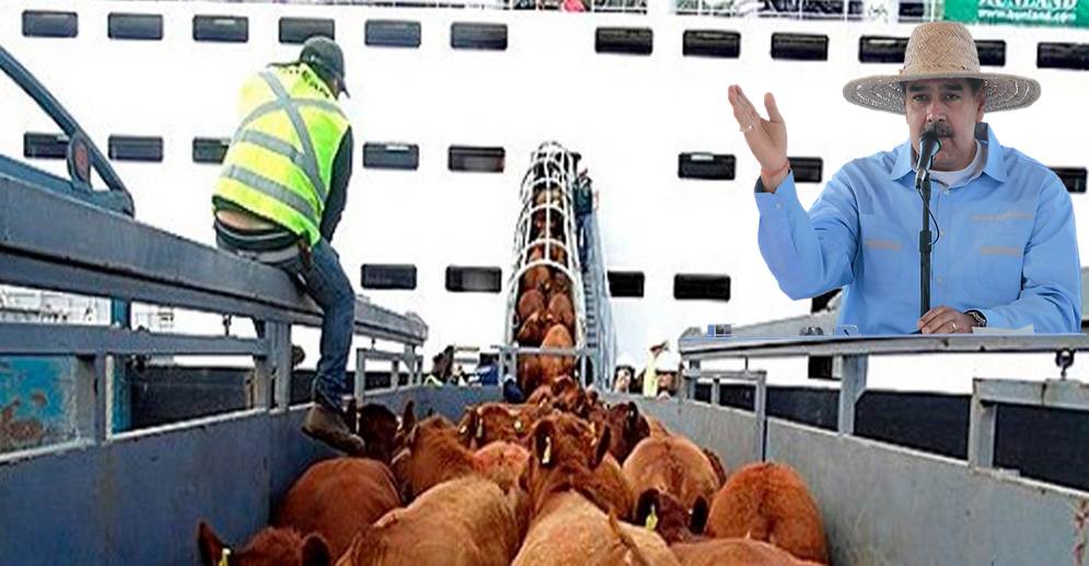 ¡FORTALECIENDO EL MOTOR AGROINDUSTRIAL! Presidente Maduro firma decreto para exportar ganado venezulano y productos derivados