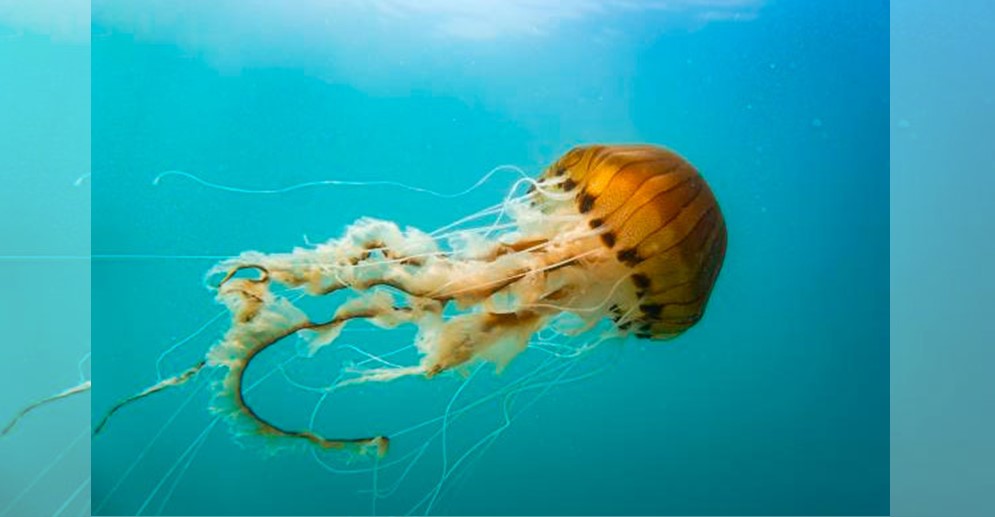 ¡NUEVO MODELO ECONÓMICO! Falcón exportará 40 toneladas de medusas a China