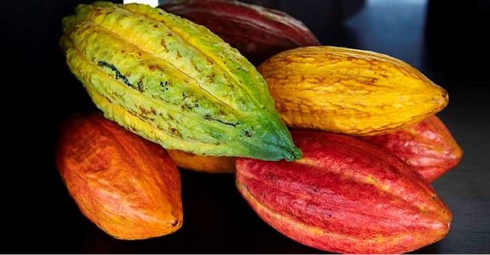 ¡SE DESPLOMA! El precio del cacao sufre la mayor caída de su historia