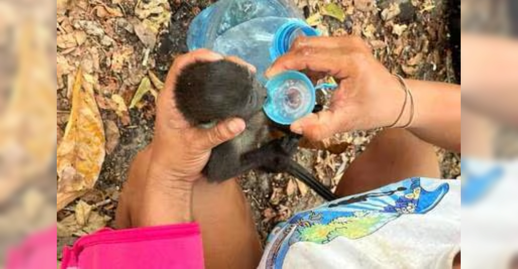 ¡IMPACTO SOBRENATURAL! Monos aulladores caen muertos de los árboles por temperaturas extremas en México