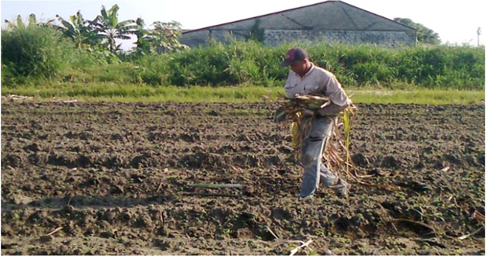 ¡PORTUGUESA EN PENUMBRA! Agricultores luchan contra interrupciones eléctricas crónicas