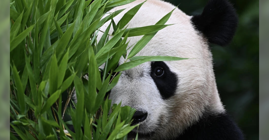 ¡PROGRAMA DE FAUNA DIPLOMÁTICA! Pandas nacidos en el exterior ayudan a China a recuperar población silvestre
