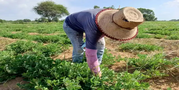 ¡CON ASESORAMIENTO TÉCNICO! Maracaibo desarrolla sembradíos de maní con miras a la exportación