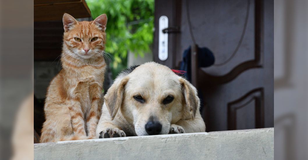 ¡RECONOCIMIENTO COMO SERES SINTIENTES! Piden “voluntad política” en la AN para aprobar ley contra maltrato animal