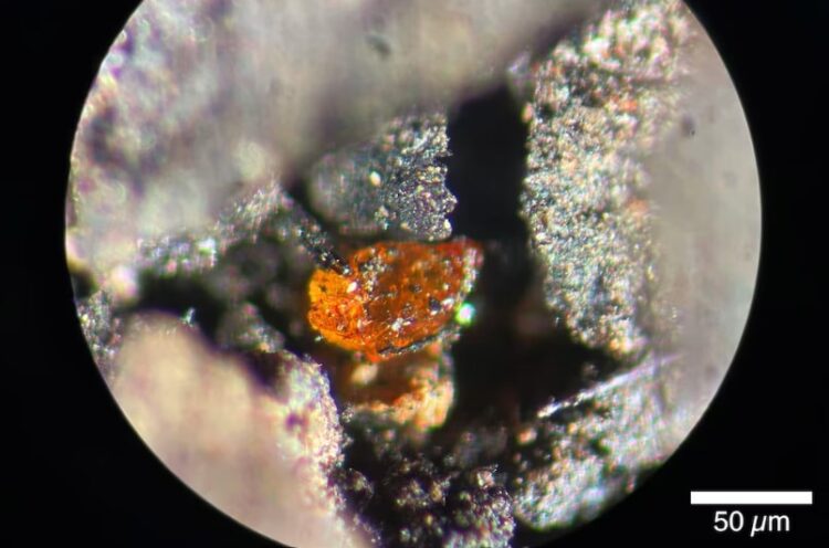 El ámbar antártico revela un clima tropical en el Cretácico, similar al de Nueva Zelanda (Johann P. Klages)