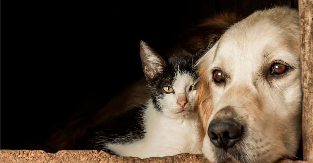 ¡DESDE LA INFANCIA! En el Día Mundial de los Animales, Venezuela reafirma su compromiso con el bienestar animal