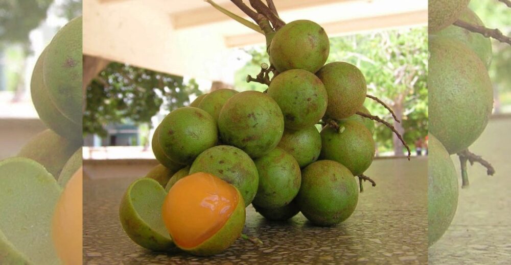 SILVESTRE Y TROPICAL Mam N Fruta Rica En Nutrientes Que Fortalece La Mamon 1000x520