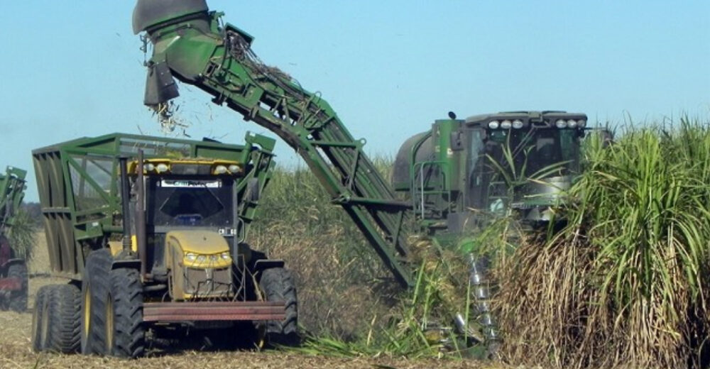  HABR INCREMENTO DE 10 Fesoca Estima Cosechar 5 2 Millones De 