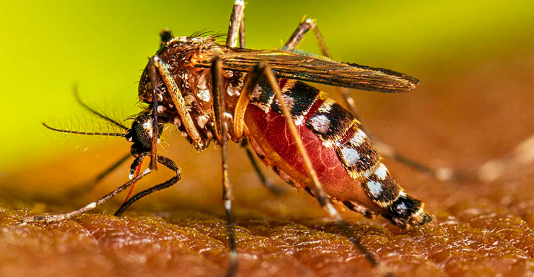 ¡ALERTA EPIDEMIOLÓGICA EN EE. UU.! Florida confirma primera muerte por dengue en casi un siglo