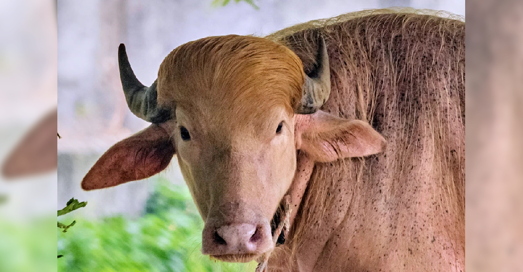 ¡UNA ATRACCIÓN TURÍSTICA! Búfalo albino bautizado en honor a Trump causa sensación en zoológico de Bangladesh