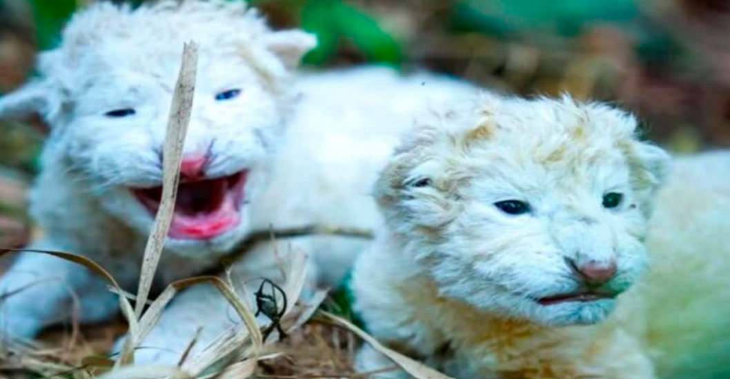 ¡HITO DE CONSERVACIÓN! Nacen dos cachorros de león blanco de Timbavati en el Zoológico Las Delicias de Maracay