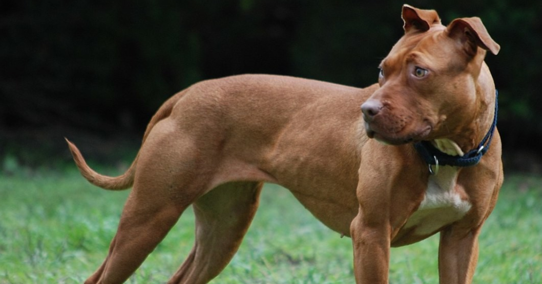 ¡UN LLAMADO A LA TENENCIA RESPONSABLE Y A CUMPLIR LA LEY! Pitbull: cuando el perro muerde la mano que le da de comer