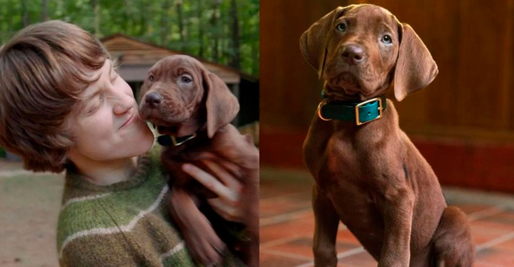 ¡UNIVERSO SCOOBY-DOO! Netflix prepara la serie live-action «Scooby-Doo: El origen» y presentará por primera vez a un perro real
