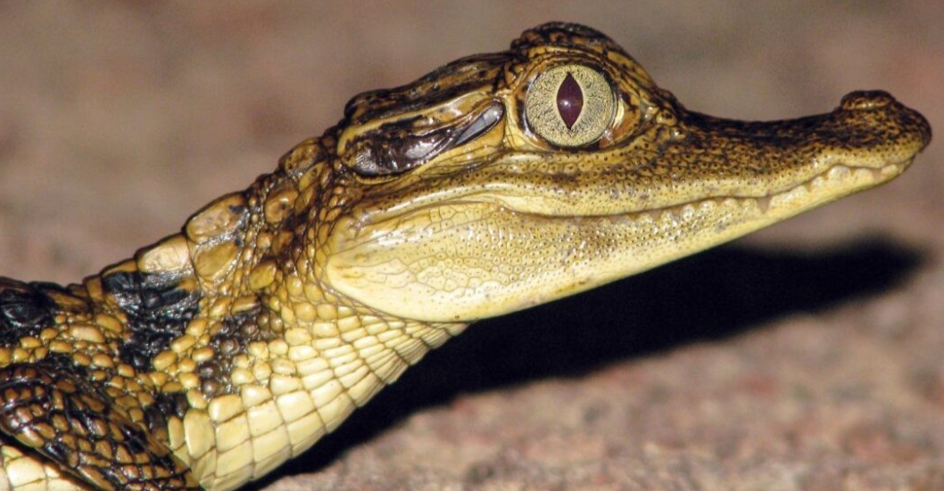 ¡INSTAN A PROTEGER LA BIODIVERSIDAD! Rescatan con éxito ejemplar de baba en El Hatillo