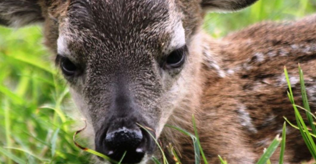 ¡ACONTECIMIENTO EMOTIVO! Nace una cría de venado cola blanca en el Zoológico Las Delicias