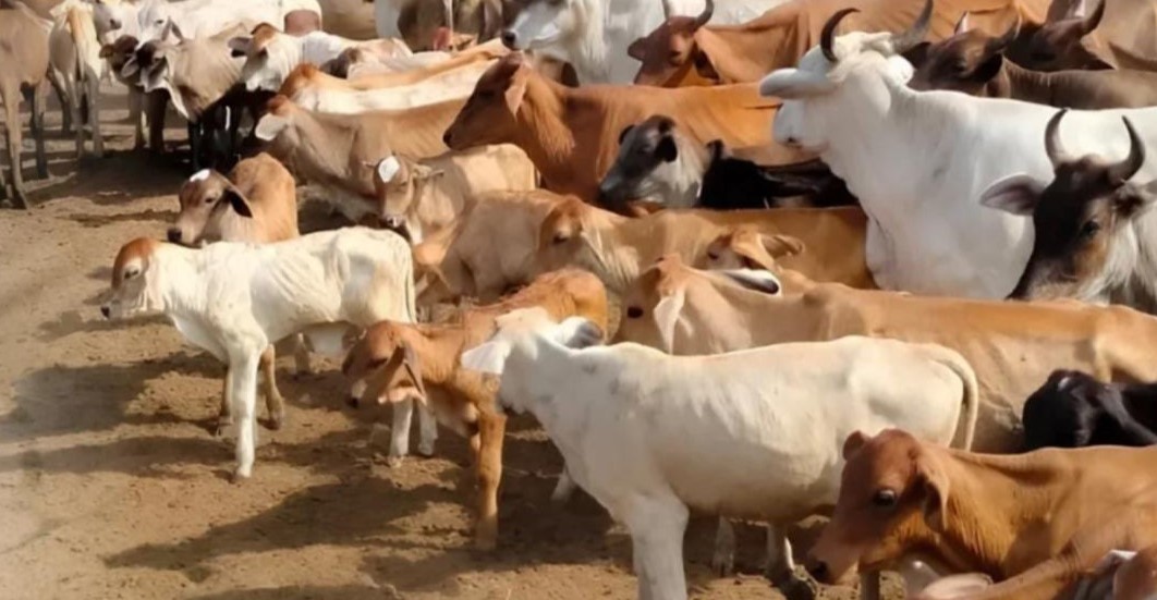 ¡»RESILENCIA PERMANENTE»! Presidente de Convecar destaca que Venezuela es el «principal país productor de carne y leche en el trópico»