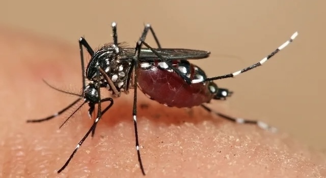 ¡MÁXIMA ALERTA SANITARIA! Brote de dengue deja cinco muertes sospechosas y más de 1.600 casos en Kenia