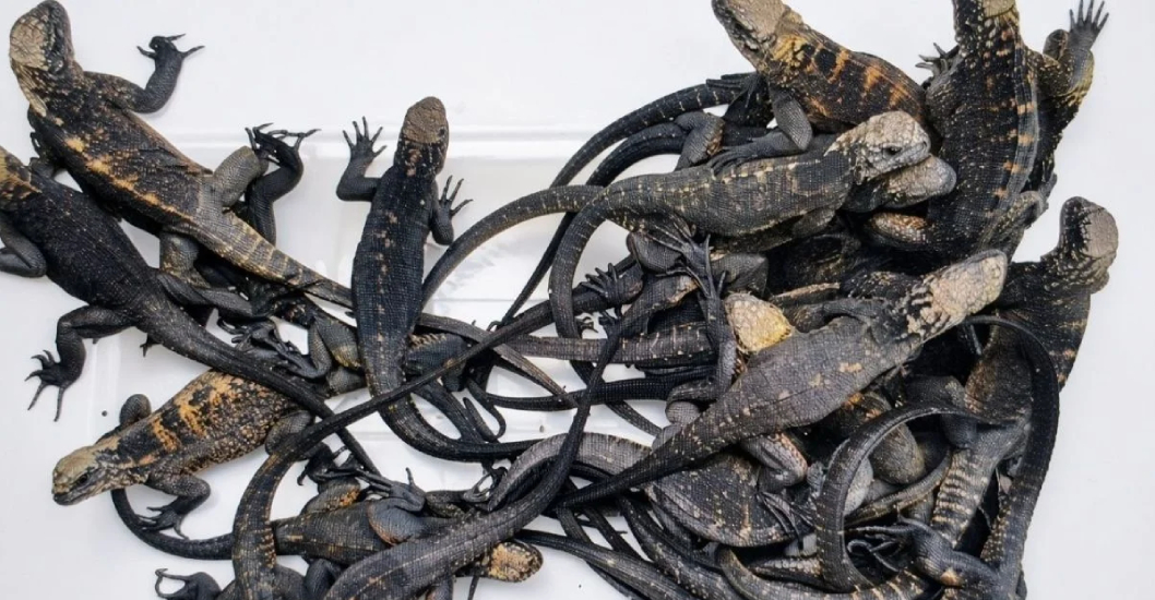 ¡EVITAN SU TRÁFICO A ISLANDIA! Detienen a rusa en aeropuerto de Ecuador con 32 iguanas vivas en equipaje