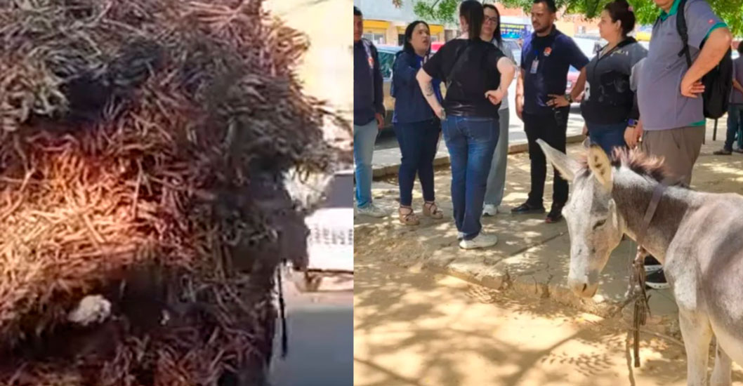 ¡BAJO RESGUARDO VETERINARIO! Rescatan a un burro víctima de severo maltrato y sobrecarga en La Curva de Molina