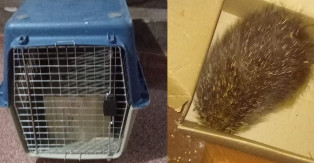 ¡VISITA INESPERADA! Un puercoespín entró a una casa y no sabían qué hacer