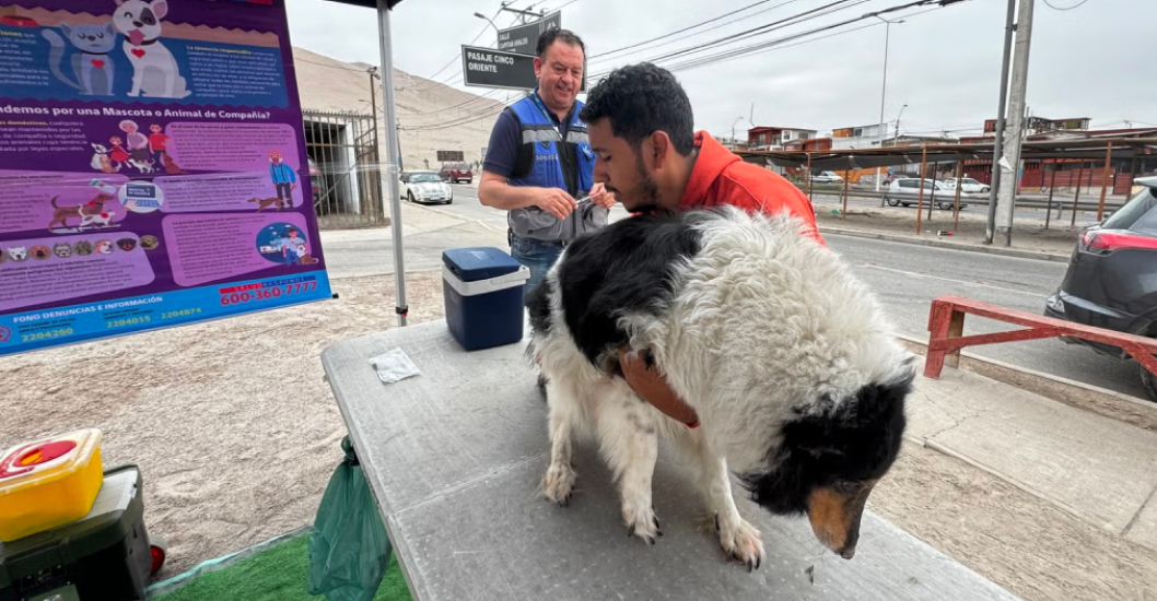 ¡ÚLTIMO CASO REGISTRADO EN 1972! La OMS valida a Chile como el primer país de Sudamérica en erradicar la rabia transmitida por perros