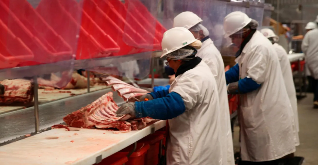 ¡ACOSO MIGRATORIO DE IMPACTO! ICE golpea plantas procesadoras: ganaderos advierten que el consumidor pagará más por la carne de res