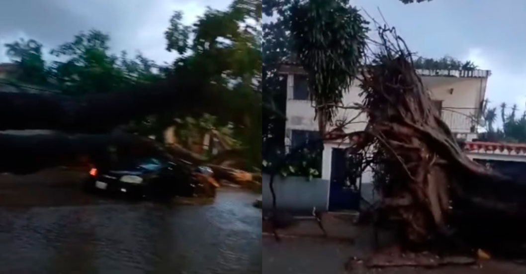 ¡SALVADA DE MILAGRO! Le cae enorme árbol a carro conducido por una mujer embarazada en Valencia