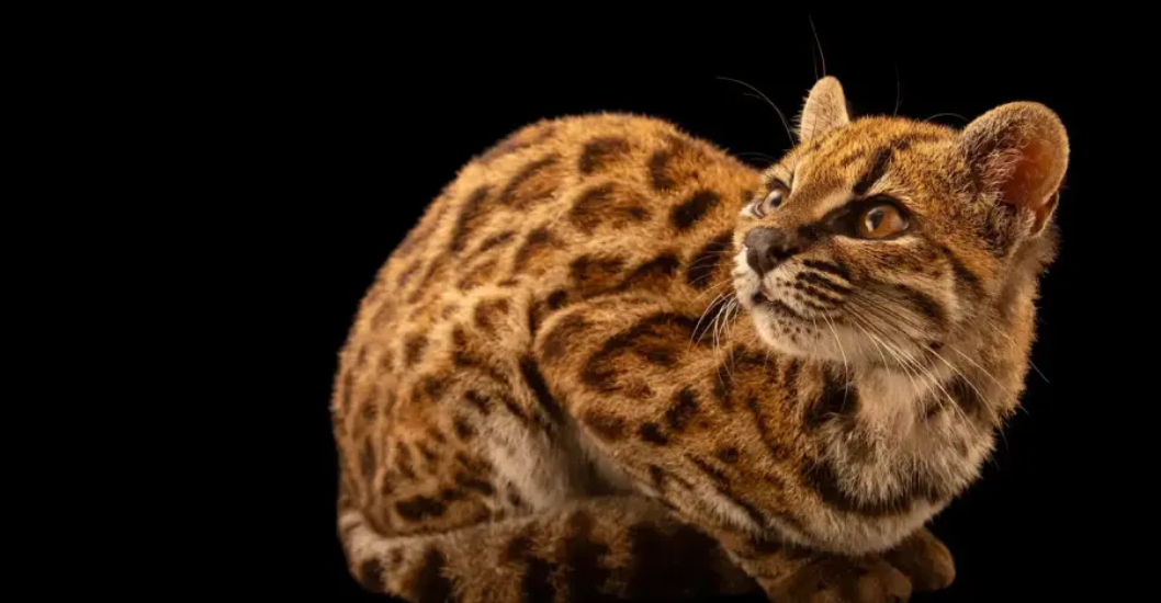 ¡HABITA EN BOSQUES YUNGAS! Descubren en Bolivia una nueva especie de gato silvestre