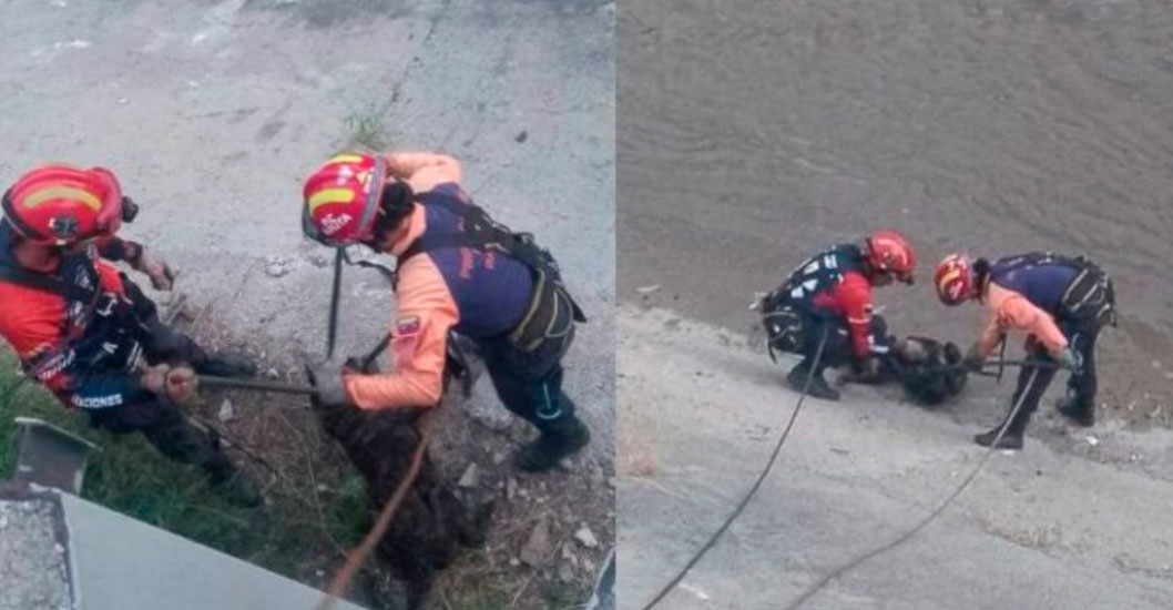 ¡GESTA DE ESPERANZA EN EL GUAIRE! Rescatan a un perrito atrapado en la ribera de Las Mercedes