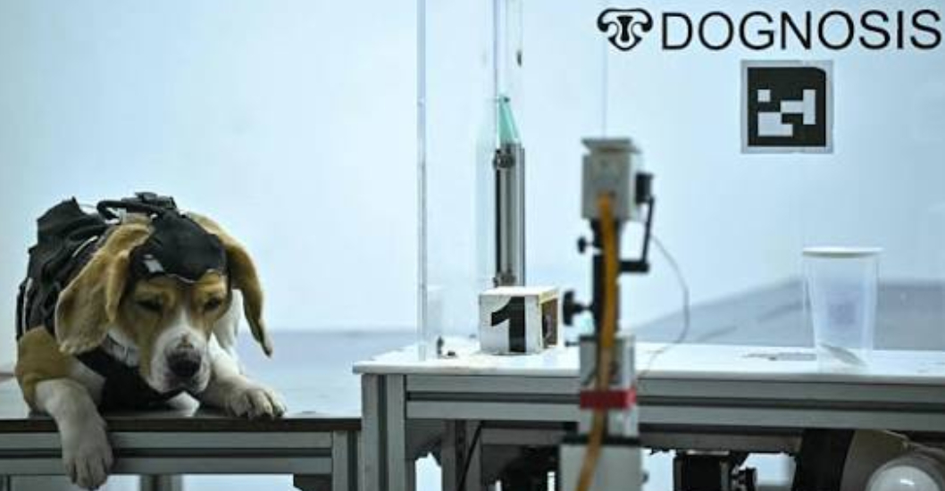 ¡EMPRESA DE LA INDIA DESARROLLA LA TÉCNICA! Entrenan perros para detectar el cáncer en humanos con ayuda de inteligencia artificial
