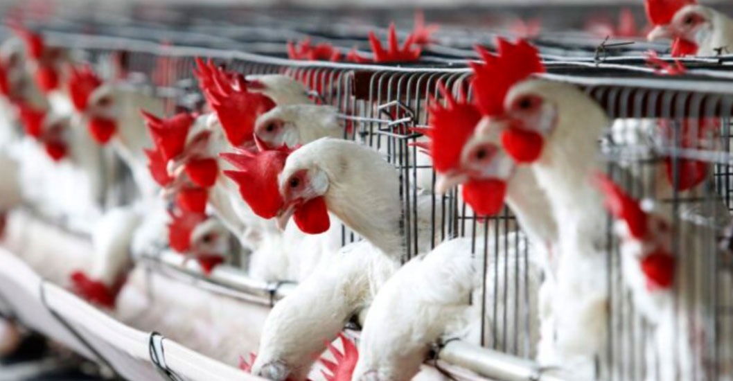 ¡SE RESTRINGE EL MOVIMIENTO DE AVES! Uruguay declara la emergencia sanitaria por gripe aviar