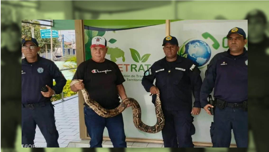 ¡ENORME SERPIENTE ES RESCATADA POR LA C-1! Vecinos alertan presencia del reptil y Polimaracaibo despliega operativo de rescate || Detalles
