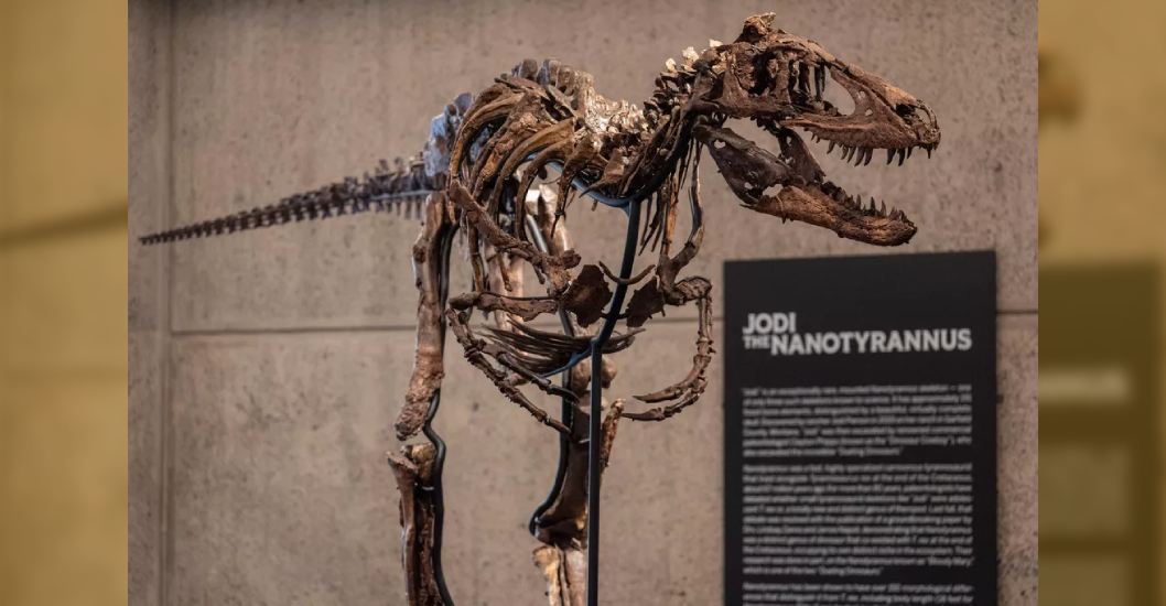¡SUPERA LA EXPECTATIVA DE VENTA! Fósil de dinosaurio parecido a un mini T-Rex se vende por $47 millones