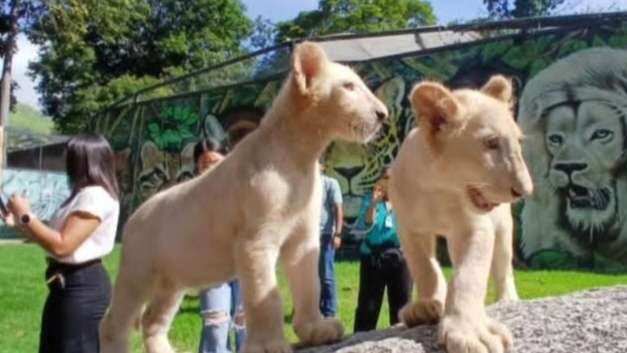 ¡DESTINO IMPERDIBLE! Leones blancos del Zoológico Las Delicias ya están en exhibición