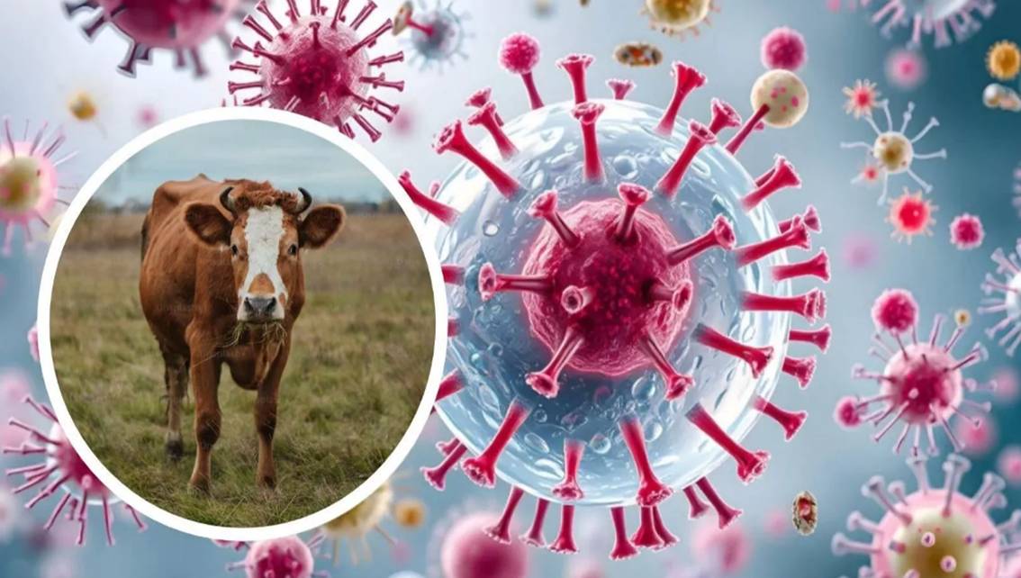 ¡PRIMER CASO DE VIRUS SHAMONDA EN HUMANOS! OMS ve ‘poco probable’ que éste se extienda y se haga pandemia