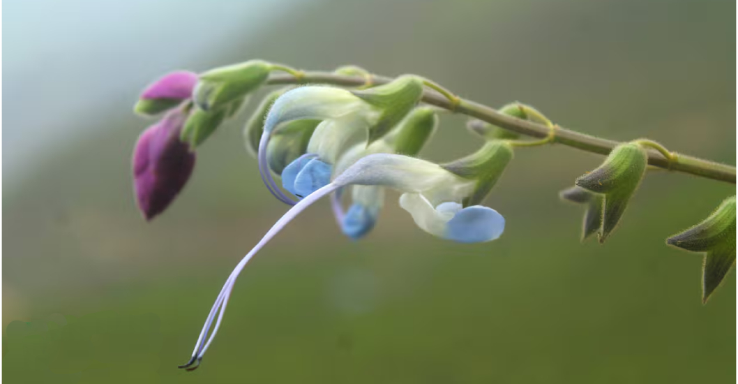 ¡CON ELLO IMPONE UN RÉCORD! Descubren una nueva especie de planta de los Andes y la nombran en honor a Lionel Messi