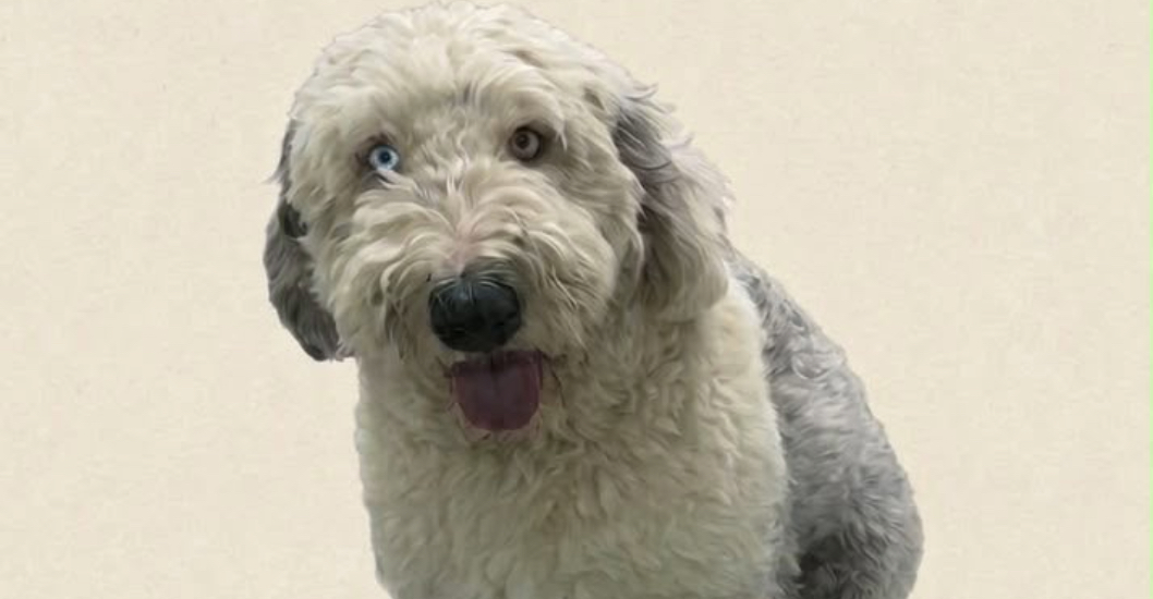 ¡SERVICIO PÚBLICO! Buscan a «Merlin», un perrito Pastor Inglés extraviado en Maracaibo: Amerita tratamiento médico