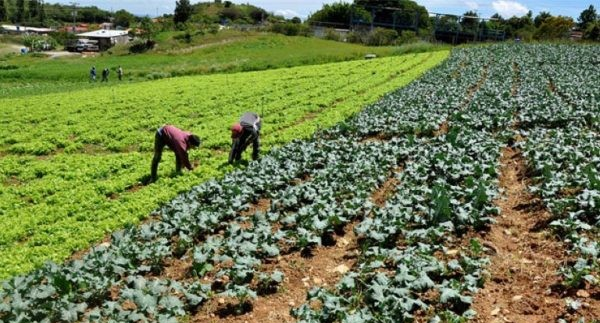 ¡RESPALDO! Confagan propone que el 10% de los recursos petroleros se invierta en el campo para lograr la meta de «Hambre Cero»