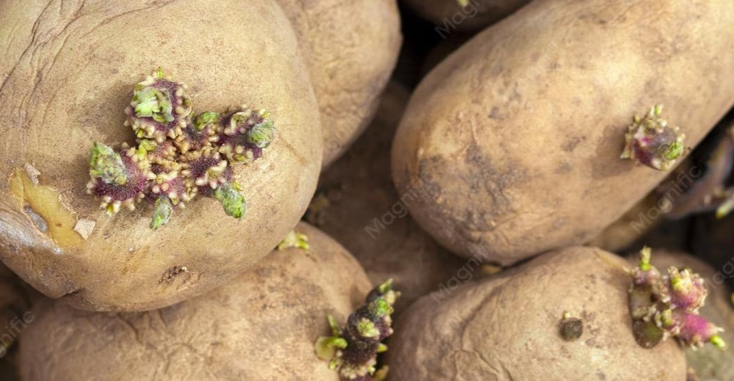 ¡POR LA PRESERVACIÓN DE SEMILLAS NATIVAS DE PAPA! «Venezuela Renace»: FAO reconoce a agricultora andina como Heroína de la Alimentación en Roma